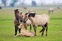Konik horses, mares and a stallion encouraging young foal to stand up, Oostvaardersplassen, Netherlands, June 2009