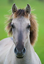 Konik horse, portrait of stallion, Oostvaardersplassen, Netherlands, June 2009