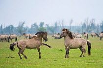 Konik horse, stallions squaring up ready to fight, Oostvaardersplassen, Netherlands, June 2009