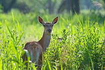 Red deer (Cervus elaphus) hind in vegetation, Oostvaardersplassen, Netherlands, June 2009