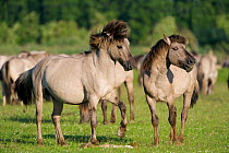 Konik horse, stallions sizing one another up, Oostvaardersplassen, Netherlands, June 2009