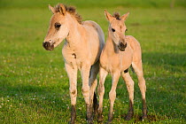 Two Konik horse foals, Oostvaardersplassen, Netherlands, June 2009