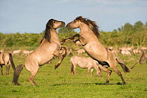 Two Konik horse stallions fighting during breeding season, Oostvaardersplassen, Netherlands, June 2009. WWE OUTDOOR EXHIBITION.
