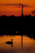 Mute Swan (Cygnus olor) adult silhouetted on lake at sunset, Oostvaardersplassen, Netherlands, June 2009