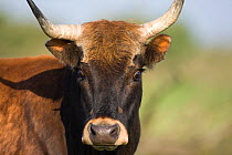 Female Heck cattle (Bos taurus) portrait, Oostvaardersplassen, Netherlands, June 2009