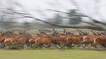 Red deer stags (Cervus elaphus) on the move, Oostvaardersplassen, Netherlands, June 2009.