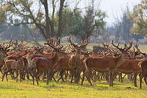 Red deer stags (Cervus elaphus) group, Oostvaardersplassen, Netherlands, June 2009