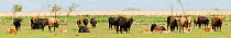 Heck cattle group on grass plain. Oostvaardersplassen, Netherlands. Mission: Oostervaardersplassen, Netherlands, June 2009.