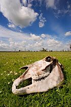 Konik horse skull, Oostvaardersplassen, Netherlands, June 2009