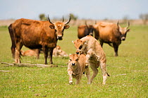 Two Heck cattle calves playing, Oostvaardersplassen, Netherlands, June 2009