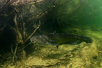 Wels (Silurus glanis) during the spawning period, Rio Ebro, Spain, May 2007