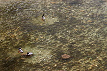 Mallard (Anas platyrhynchos) ducks feeding on eggs in the Chub (Leuciscus cephalus) spawning ground, Sava river, Slovenia, June 2008