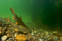Barbel (Barbus barbus) feeding at the bottom of a pool, Sense river, Fribourg, Switzerland, June 2008