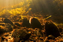 Freshwater pearl mussel (Margaritifera margaritifera) on river bed, Umeälven tributary, Sweden, July 2008