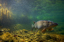 Pike (Esox lucius) in fishpond, Switzerland, February 2009