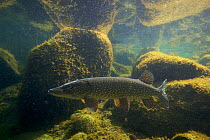 Pike (Esox lucius) in fishpond, Switzerland, February 2009