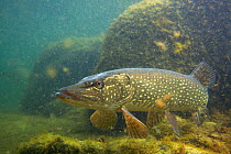 Pike (Esox lucius) portrait, in fishpond, Switzerland, February 2009