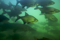 Bream (Abramis brama) and Pike (Esox lucius) shoal in a calm part of the Rhine, Schaffhausen, Switzerland, March 2009