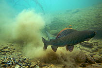 European grayling (Thymallus thymallus) just after spawning, male in front, Lake of Thun, Thun, Switzerland, March 2009