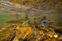 Chub (Squalius / Leuciscus cephalus) on spawning ground, Trme, Saane river tributary, Canton of Fribourg, Switzerland, May 2009