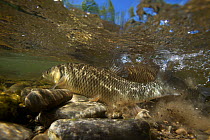Chub (Squalius / Leuciscus cephalus) on spawning ground, Trême, Saane river tributary, Canton of Fribourg, Switzerland, May 2009