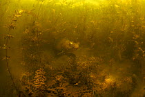 Tench (Tinca tinca) in peat pond, Fribourg, Switzerland, May 2009