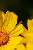 Close-up of a Crown daisy (Glebionis coronarium) flower, Cyprus, April 2009