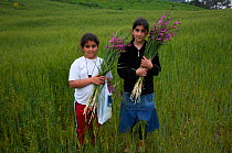 Girls holding Field gladiolus (Gladiolus italicus) flowers picked from the fields, Northern Cyprus, April 2009