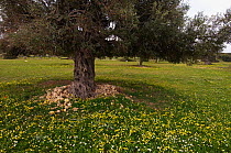 Olive tree (Olea europaea) in landscape covered in small flowers, Northern Cyprus, April 2009