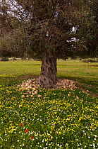 Olive tree (Olea europaea) surrounded by flowers, Northern Cyprus, April 2009