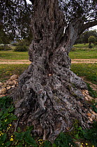 Trunk of an oncient Olive tree (Olea europaea) Northern Cyprus, April 2009