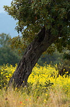 Carob tree / St John's bread (Ceratonia siliqua) Northern Cyprus, April 2009
