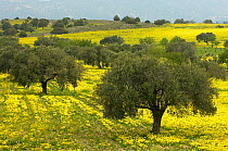 Olive trees surrounded by yellow Bermuda buttercups (Oxalis pes caprae) Kaplika, Northern Cyprus, April 2009
