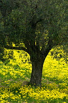 Olive tree surrounded by flowering yellow Bermuda buttercups (Oxalis pes caprae) Kaplika, Northern Cyprus, April 2009