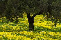 Olive trees surrounded with flowering yellow Bermuda buttercups (Oxalis pes caprae) Kaplika, Northern Cyprus, April 2009