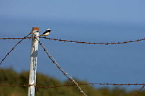Cyprus pied wheatear (Oenanthe cypriaca) perched on barbed wire singing, Northern Cyprus, April 2009