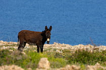 Donkey on cliff top, Karpaz Peninsula, Northern Cyprus, April 2009