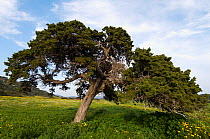 A big Mediterranean cypress (Cupressus sempervirens) tree, Karpaz Peninsula, Cyprus, April 2009