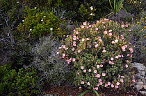 Small flowered cistus (Cistus parviflorus) in flower, Karpaz peninsula, Cyprus, April 2009