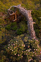 Small flowered cistus (Cistus parviflorus) in flower near fallen tree trunk, Karpaz peninsula, Cyprus, April 2009