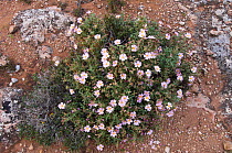 Small flowered cistus (Cistus parviflorus) in flower, Karpaz peninsula, Cyprus, April 2009