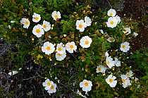 Sage leaved cistus (Cistus salvifloria) in flower, Karpaz peninsula, Cyprus, April 2009