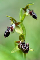The endemic Cyprus bee orchid (Ophrys kotschyi) in flower, Hisarky, Northern Cyprus, April 2009