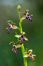 The endemic Cyprus bee orchid (Ophrys kotschyi) in flower, Hisarköy, Northern Cyprus, April 2009