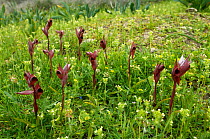 Heart flowered serapias (Serapias cordigera) in flower, Kayalar, Northern Cyprus, April 2009