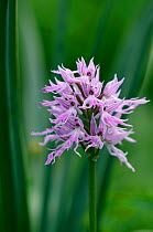 Naked man orchid (Orchis italica) flower, Kayalar, Northern Cyprus, April 2009
