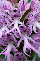 Close-up of Naked man orchid (Orchis italica) flowers, Kayalar, Northern Cyprus, April 2009