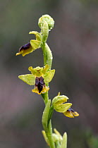 Yellow ophrys (Ophrys lutea) in flower, Hisarköy, Northern Cyprus, April 2009