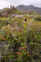 Breasted ophrys (Ophrys mammosa) in flower amongst vegetation, Hisarköy, Northern Cyprus, April 2009