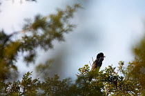 Cyprus warbler (Sylvia melanothorax) perched singing, Limassol, Northern Cyprus, April 2009